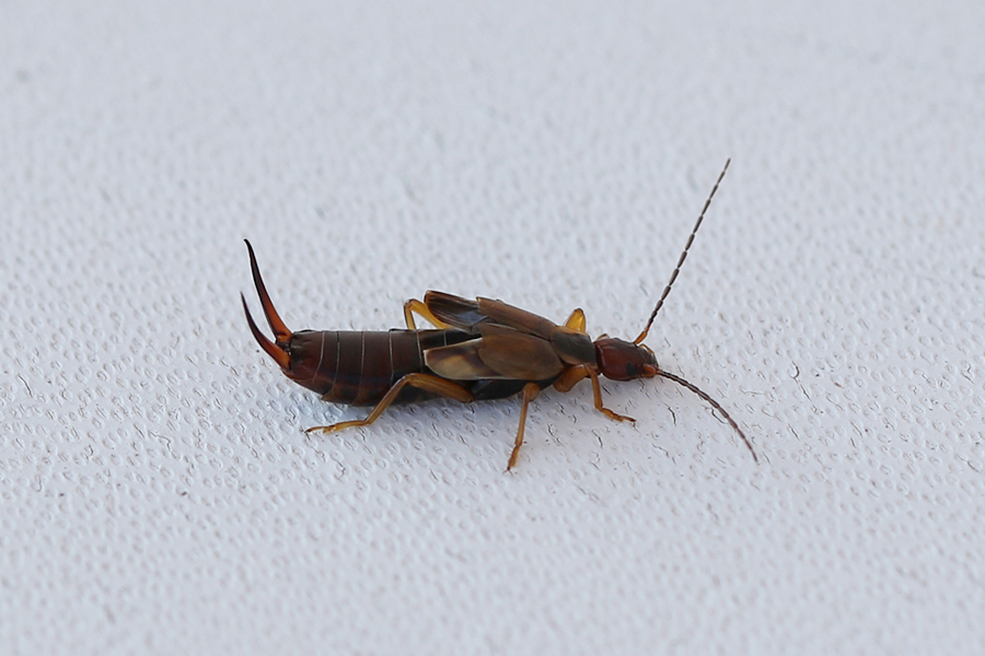 Forficula auricularia (Forficulidae)